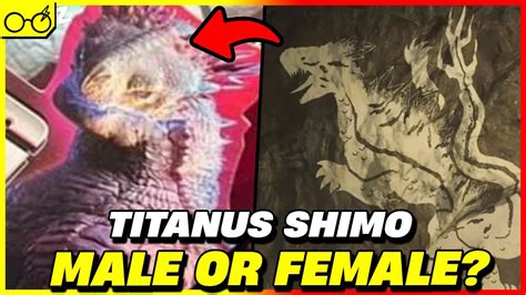 is shimo male or female